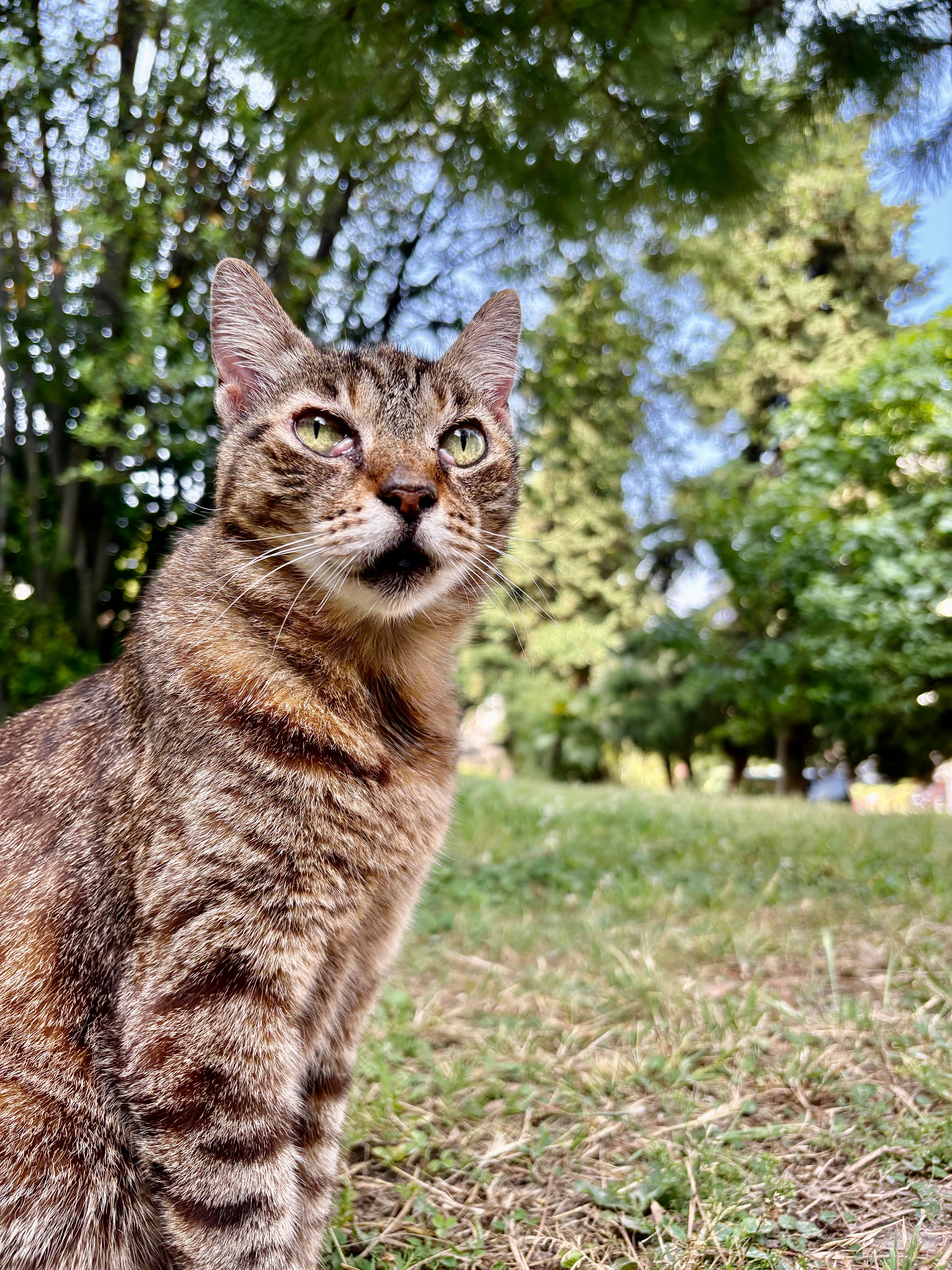 How to Reduce Cat Anxiety Naturally – Vet-Approved Tips – nibble & nest
