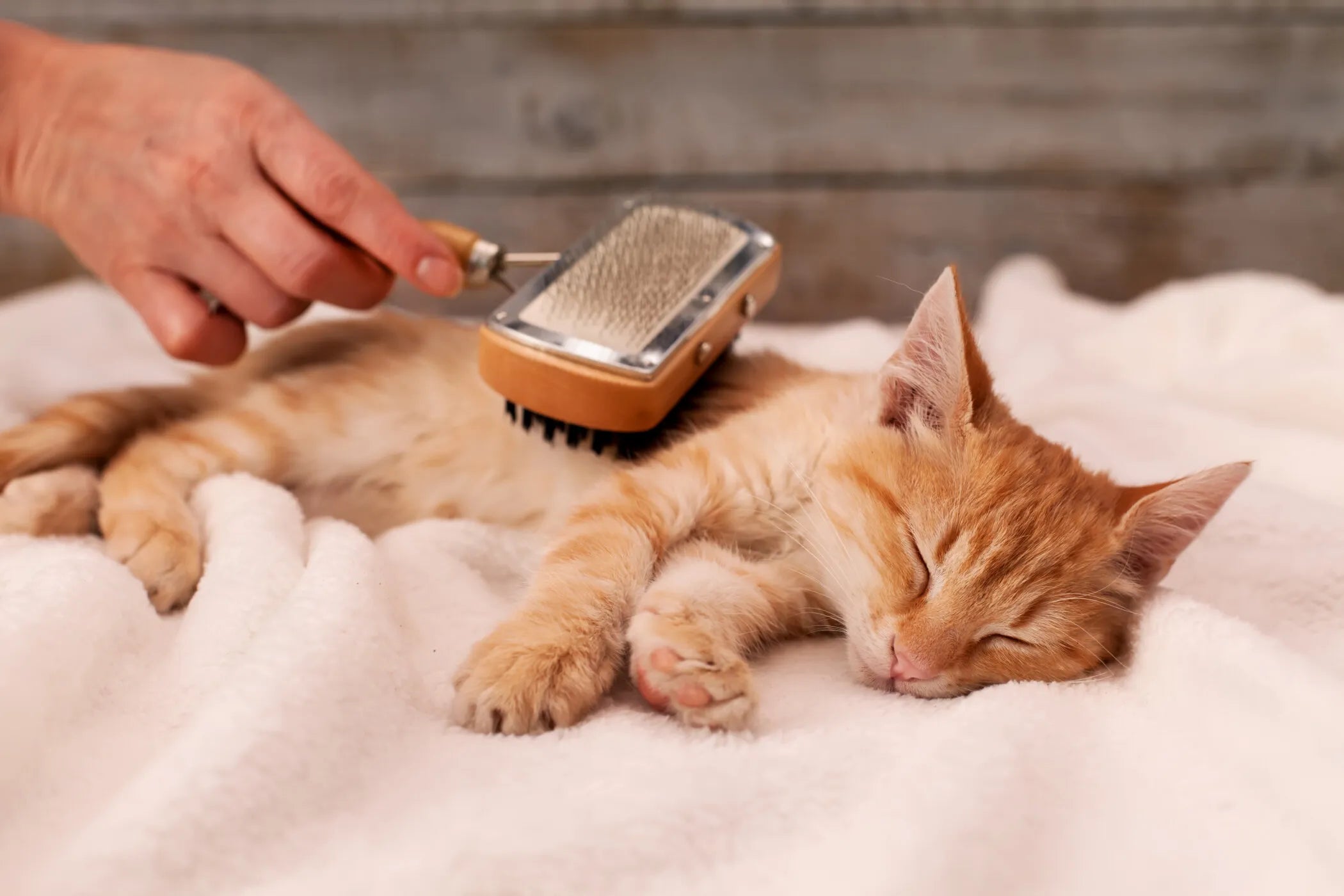 Cat Grooming & Healthcare | Brushes, Wipes & Wellnes – nibble & nest