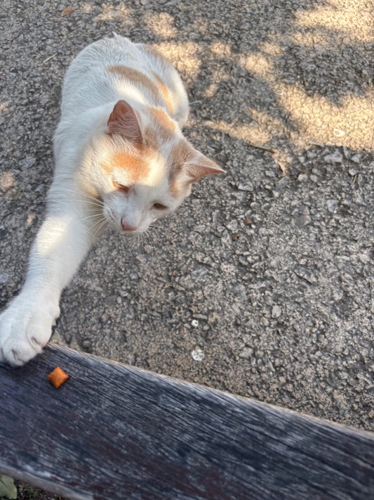 Comparing The Major & Popular Cat Foods 2025 Review - Best and Worst Cat Food