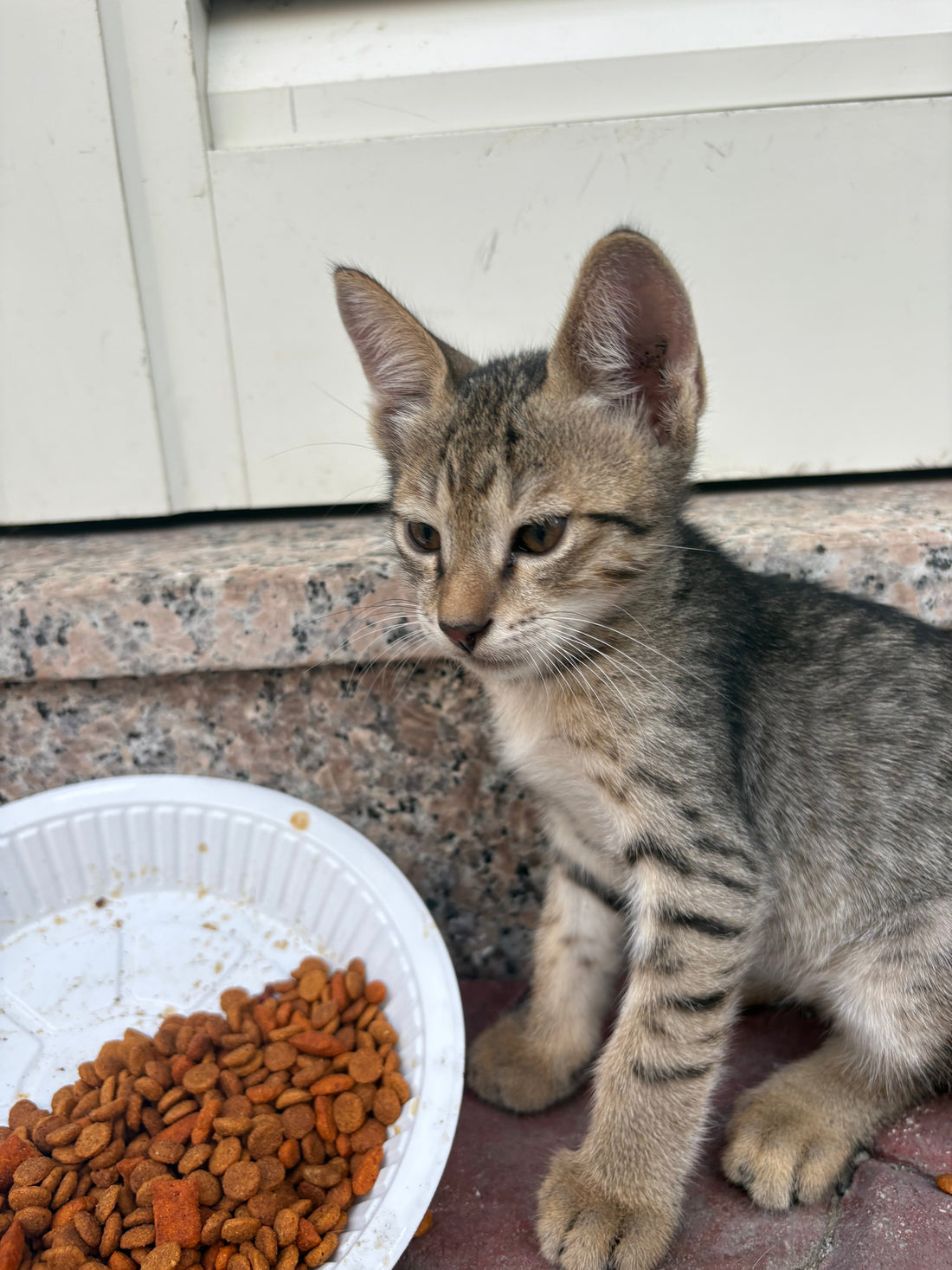 Friskies Cat Food Review — A Scientific & Practical Breakdown