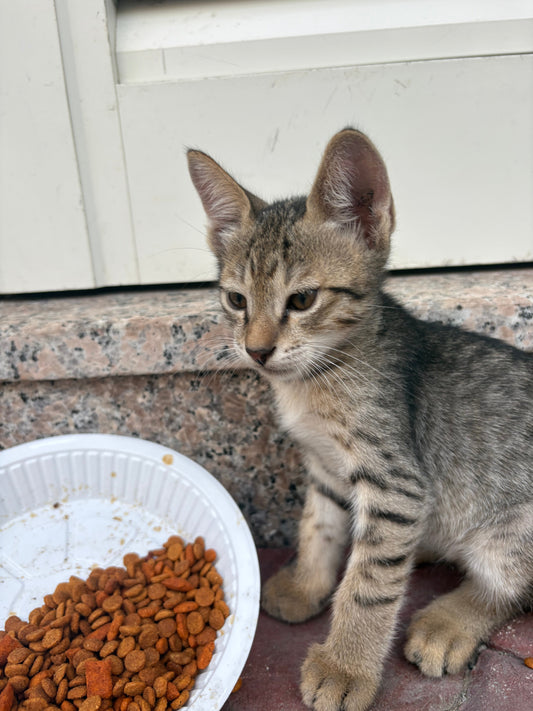 Friskies Cat Food Review — A Scientific & Practical Breakdown