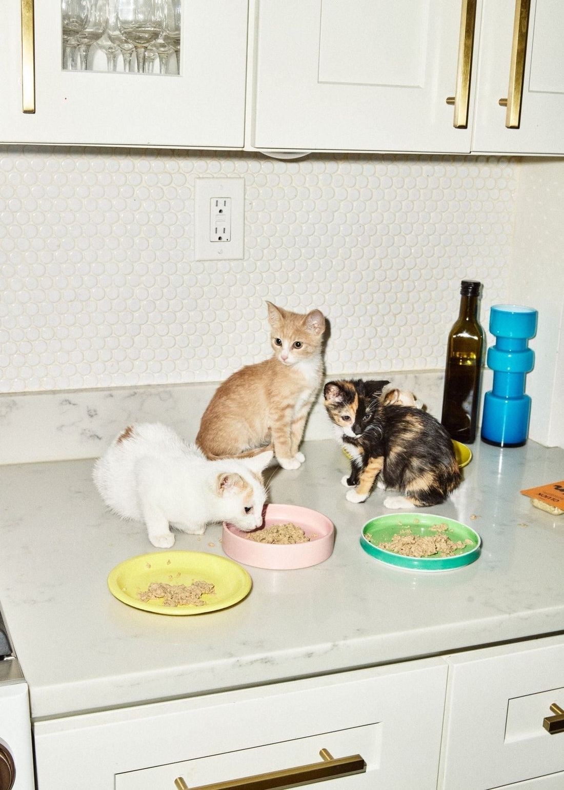 Why is my cat vomitting?