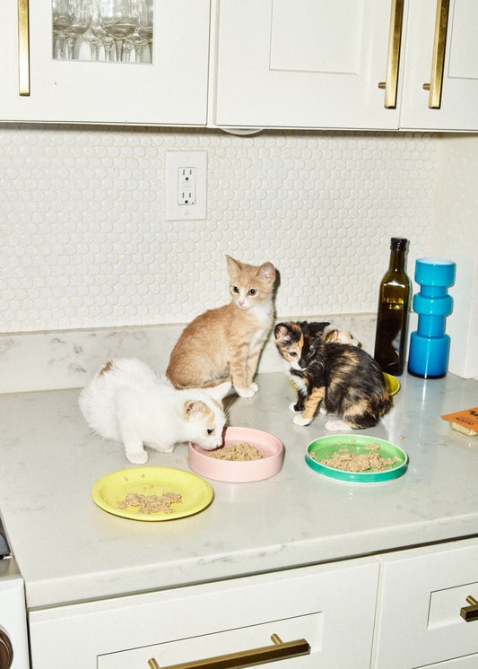 Why is my cat vomitting?