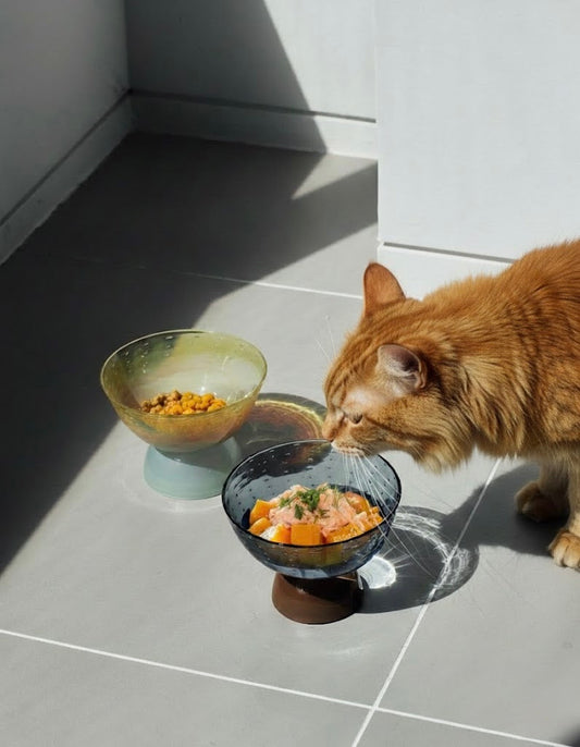 Cat Food Recipe: Organic Wild Salmon & Steamed Pumpkin