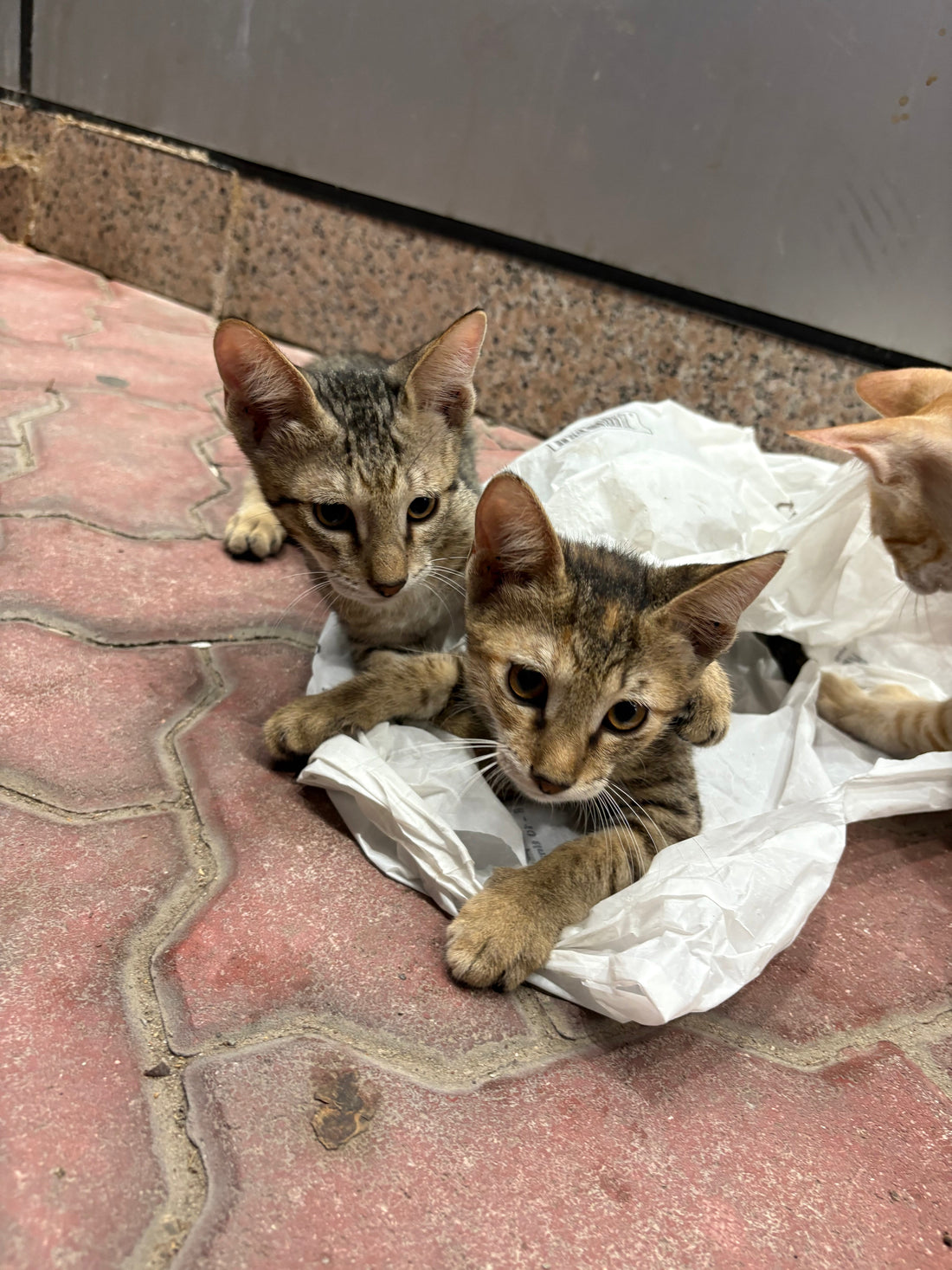 Why Do Cats Knead? 5 Reasons Why Cats Knead - Unraveling This Adorable Feline Mystery!