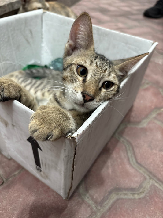 Why Do Cats Love Cardboard Boxes & Bags So Much?