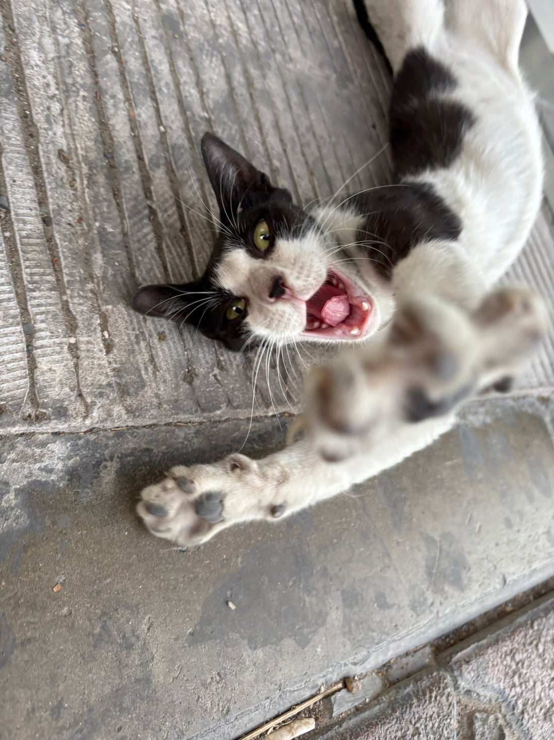 Common Cat Infections and Diseases: A Quick Guide