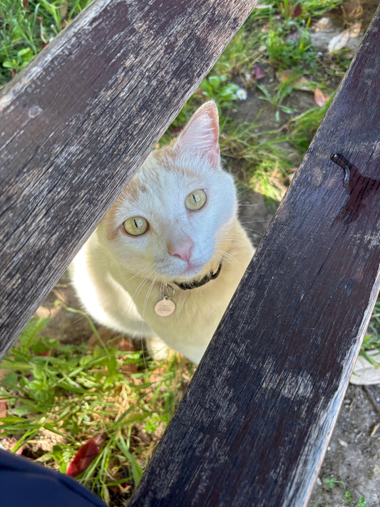 5 Clear Signs Your Cat Truly Trusts You: A Guide for Every Cat Parent!