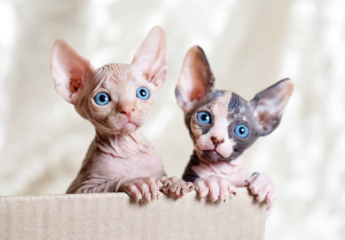 Things to Know Before Getting a Sphynx Cat