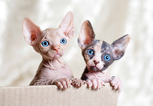 Things to Know Before Getting a Sphynx Cat