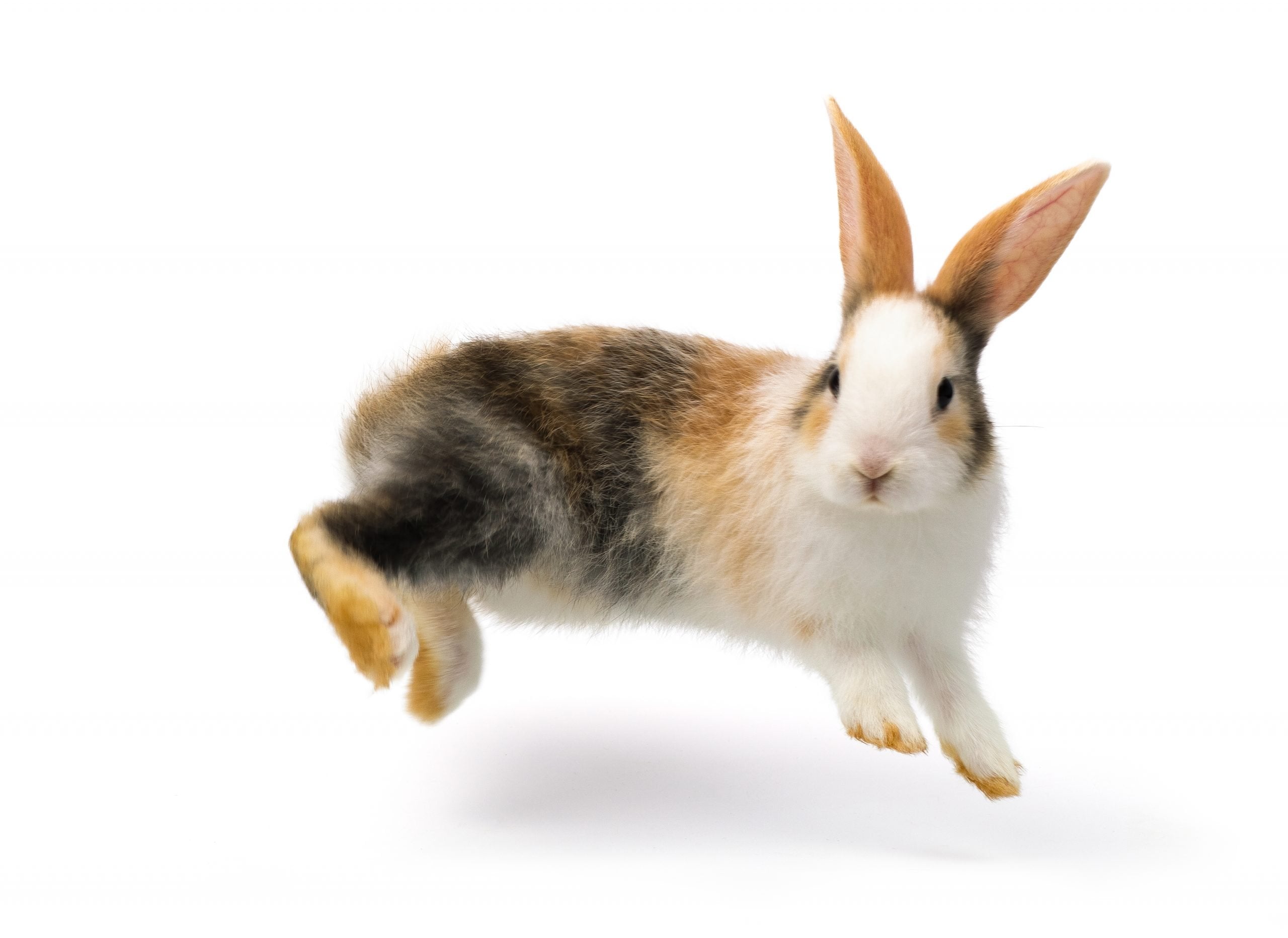 Why Rabbits Binky & What They Mean: Understanding Your Bunny’s Behavio ...